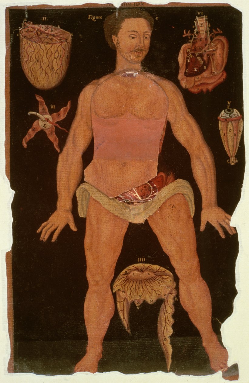 Pani Hunter 364 Tabela XII Rozbiór (stan zamknięty) z tablic anatomicznych, John Banister (1540-1610) (olej na brązowym papierze) autorstwa English School