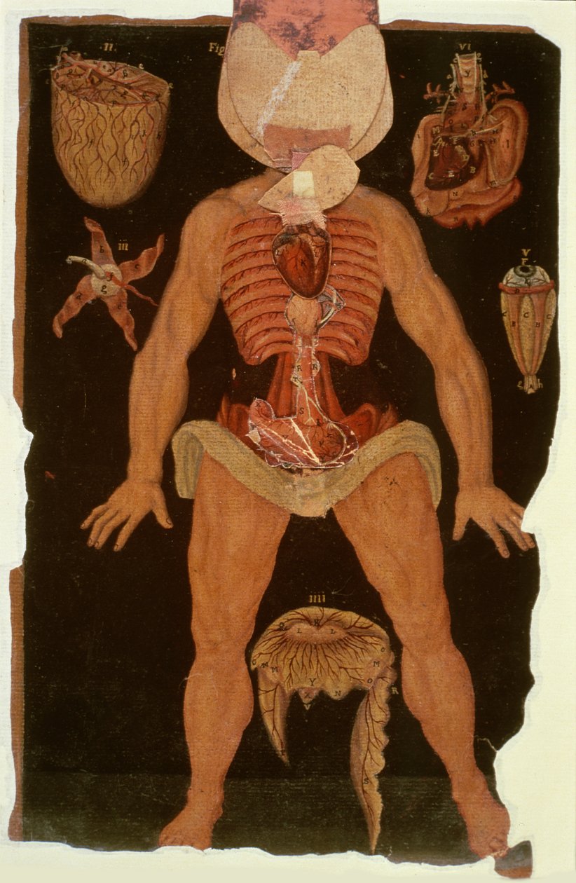 Ms Hunter 364 Table XII Dissection (stan otwarty) z Anatomical Tables, John Banister (1540-1610) (olej na brązowym papierze) autorstwa English School