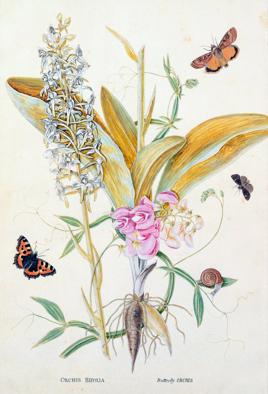 Orchidea: Bifolia (Butterfly Orchid), grafika, ok. 1860 autorstwa English School