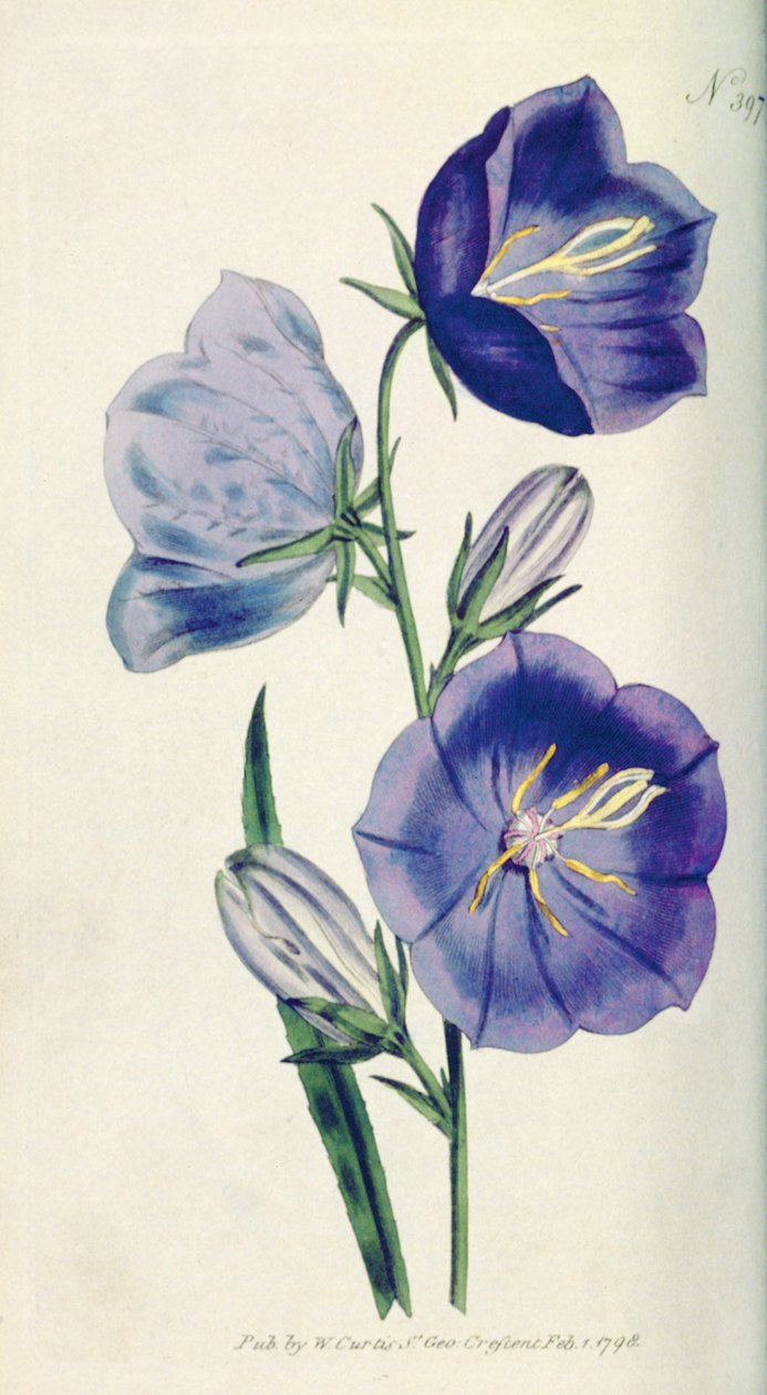 Dzwonek brzoskwiniowy lub Dzwonek brzoskwiniowy (Campanula persicifolia var. maxima), tabliczka 397 z William Curtis The Botanical Magazine (lub Flower Garden Displayed), wyd. 1792 autorstwa English School