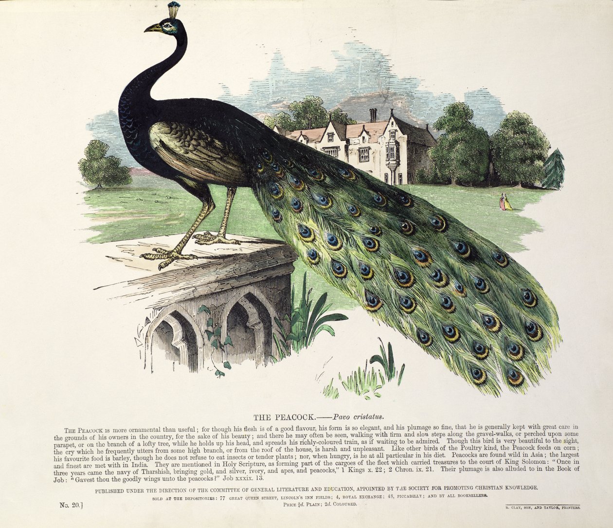 Paw (Pavo Cristatus) autorstwa English School