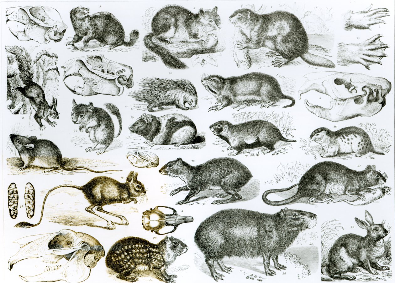 Rodentia - gryzonie lub zwierzęta gryzące autorstwa English School