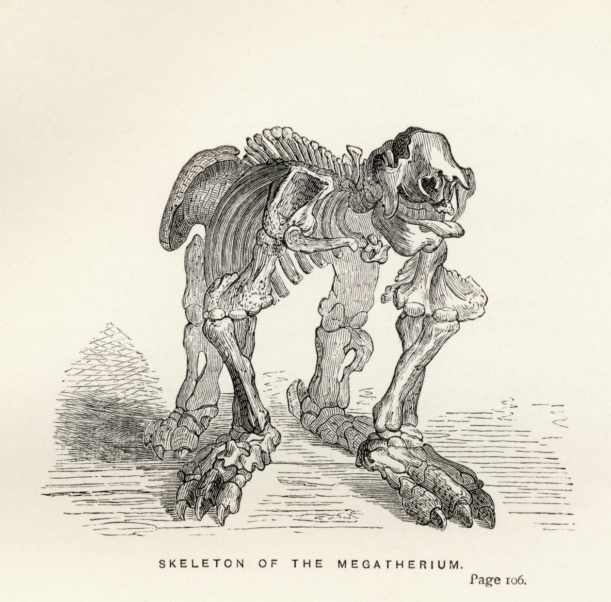Skeleton of the Megatherium, z „Journal of Researchs” Karola Darwina (1809-82) opublikowanego w Londynie 1890 autorstwa English School