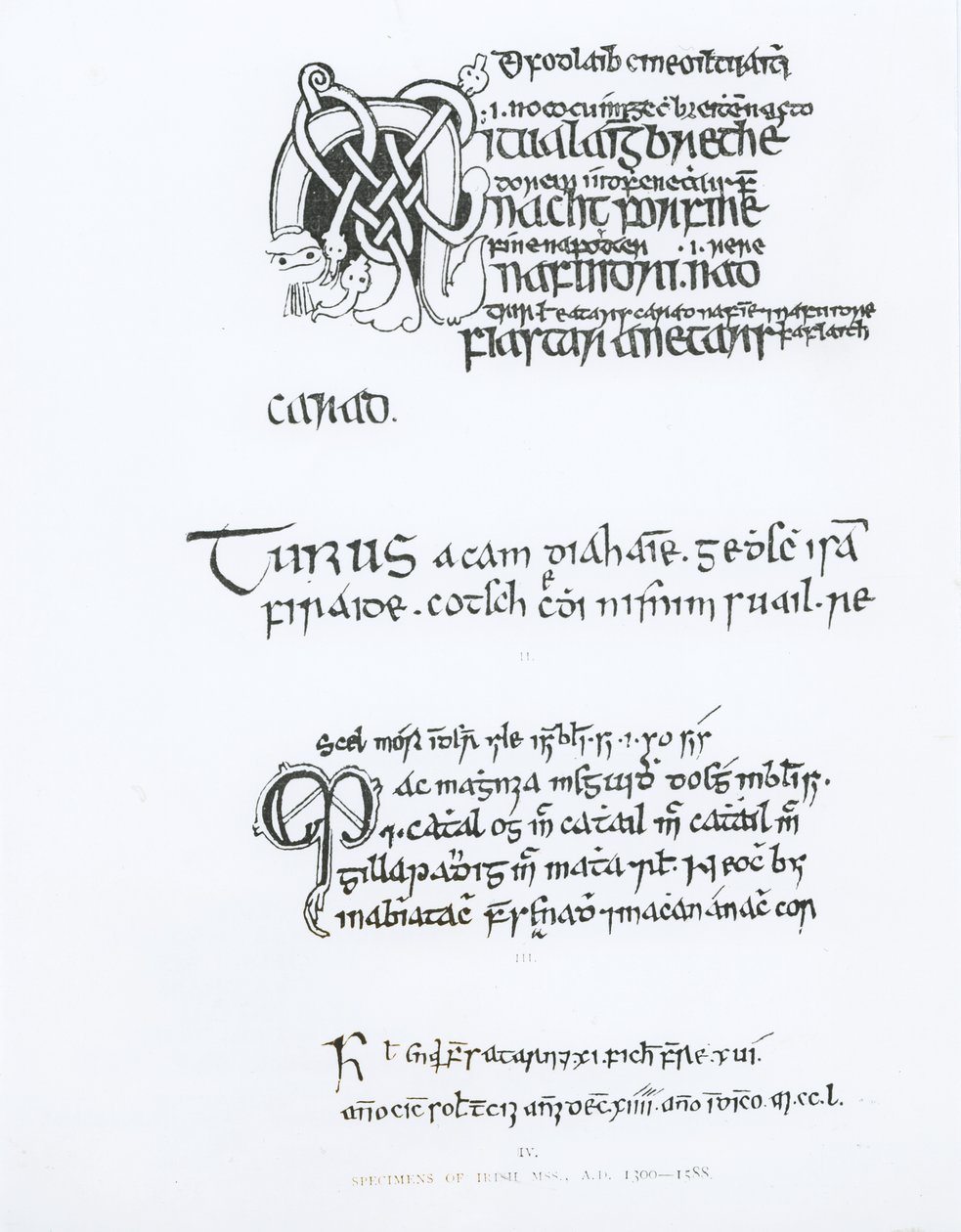 Okazy rękopisów irlandzkich, ok. 1300-1588 autorstwa English School