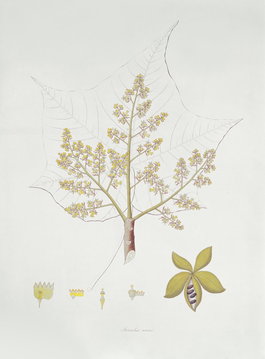 Sterculia Urens (rycina kolorowa) autorstwa English School