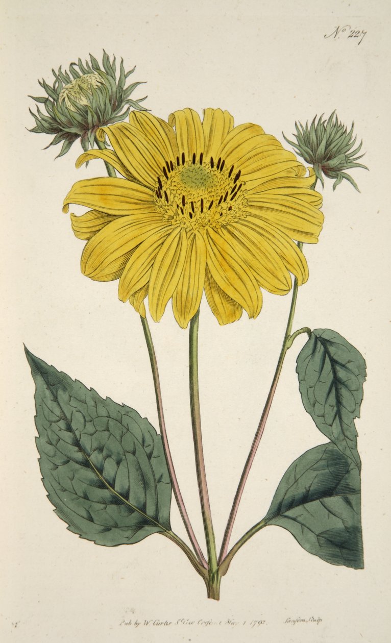 Słonecznik, z The Botanical Magazine lub Flower Garden Displayed, wyd. 1796 (grawerowanie ręcznie kolorowane) autorstwa English School