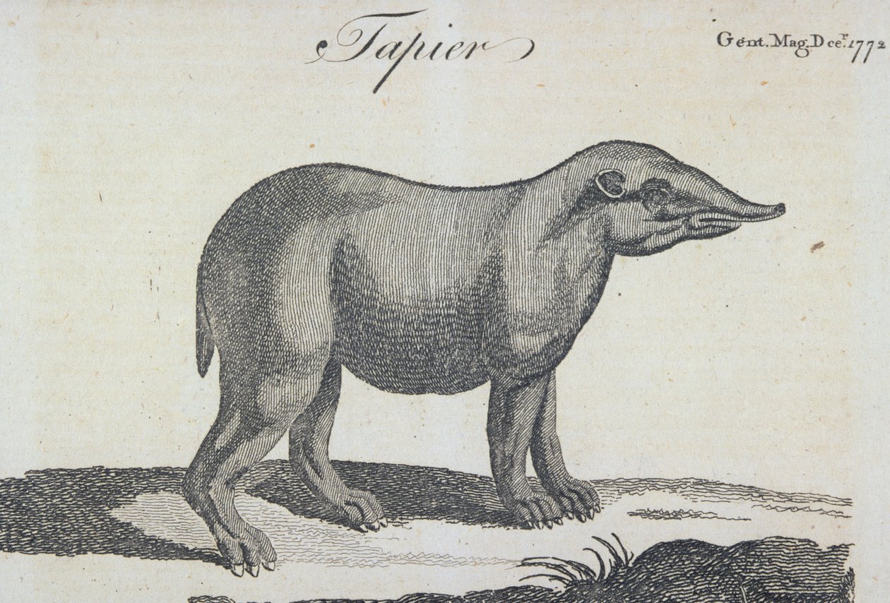 Tapir, z „The Gentleman