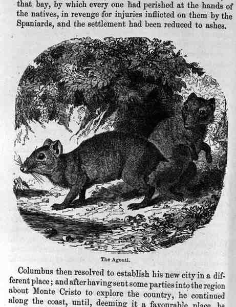 Agouti, z przeszłości i teraźniejszości Santo Domingo, Samuel Hazard, wyd. 1873 autorstwa English School