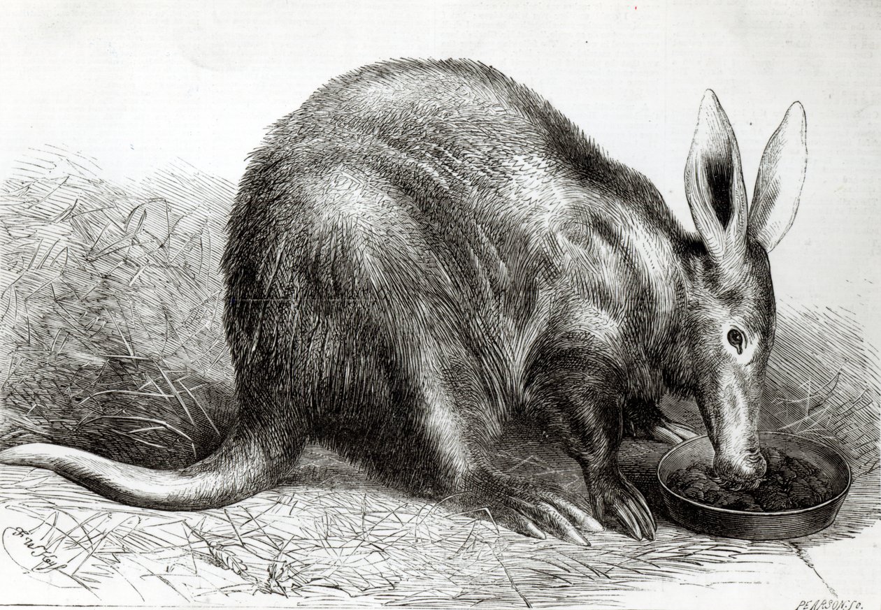 Mrówkojad przylądkowy w ogrodach Towarzystwa Zoologicznego, Regents Park, z „The Illustrated London News”, grawerowane przez Pearsona, autorstwa English School