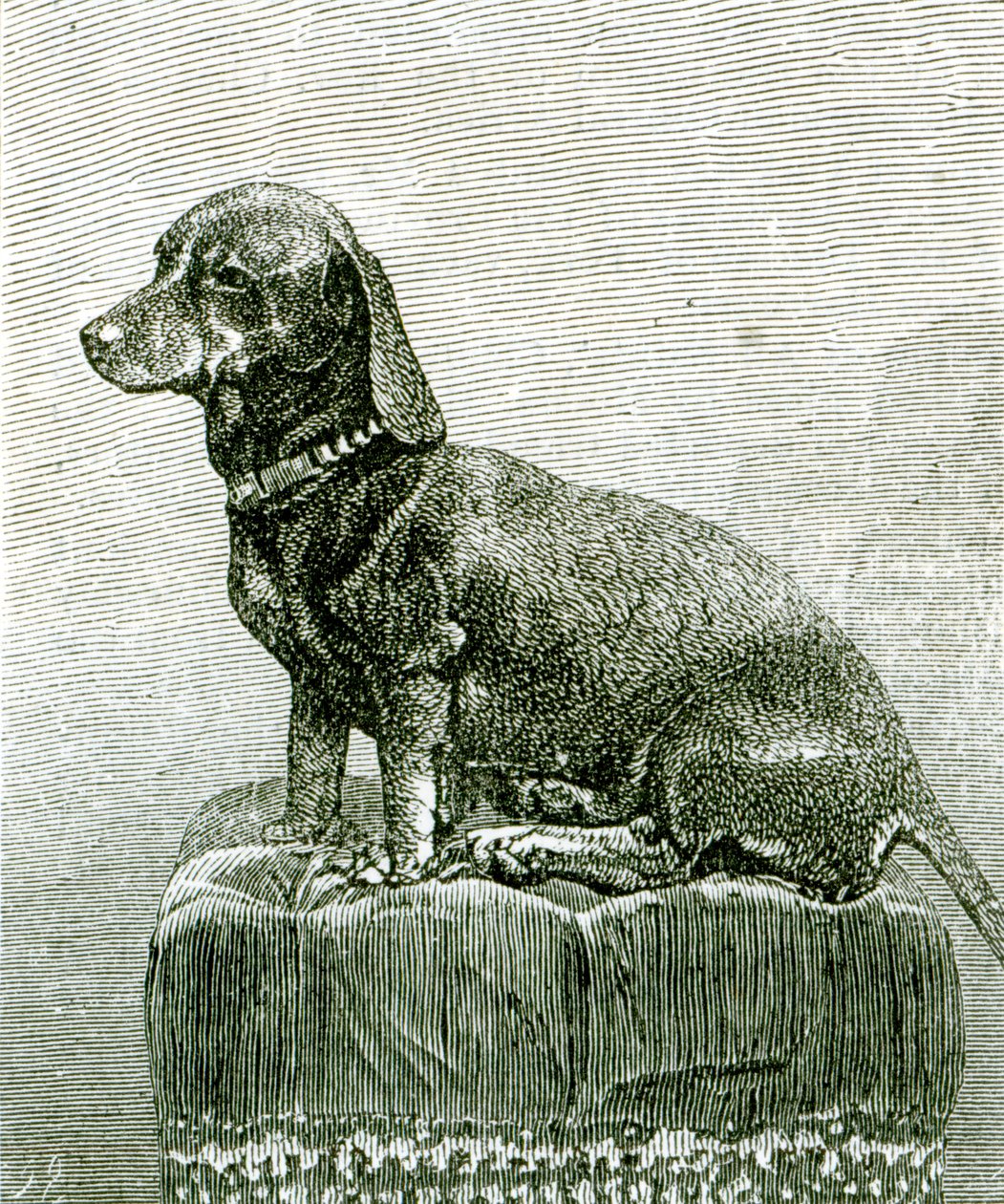 Pies Jakub, z „The Illustrated London News”, 3 listopada 1883 r. autorstwa English School