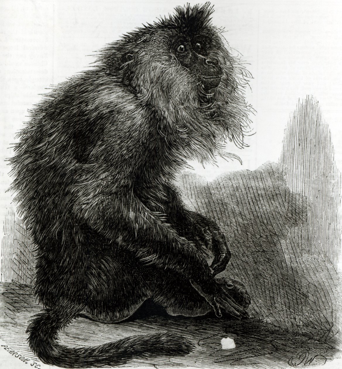 Indyjska małpa waderoo (Silenus Veter) grawerowana przez Pearsona, październik 1859 autorstwa English School