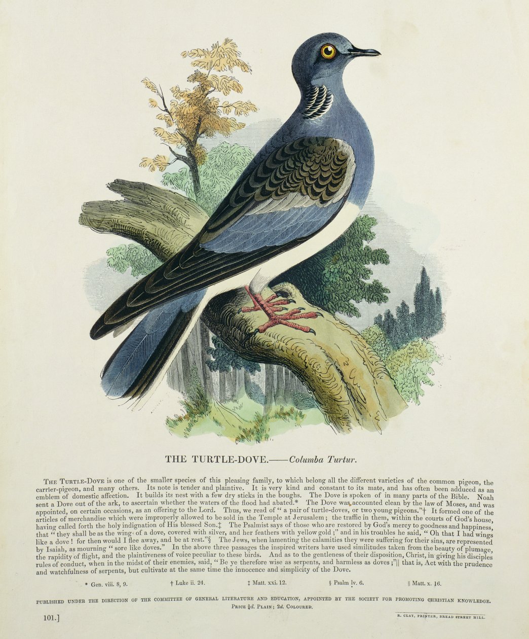 Gołębica (Columba Turur) autorstwa English School