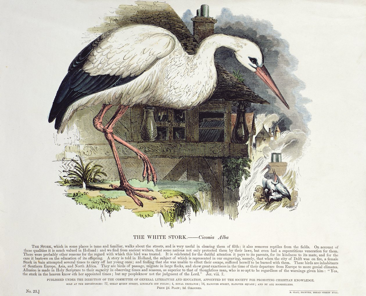 Bocian biały (Ciconia Alba) autorstwa English School