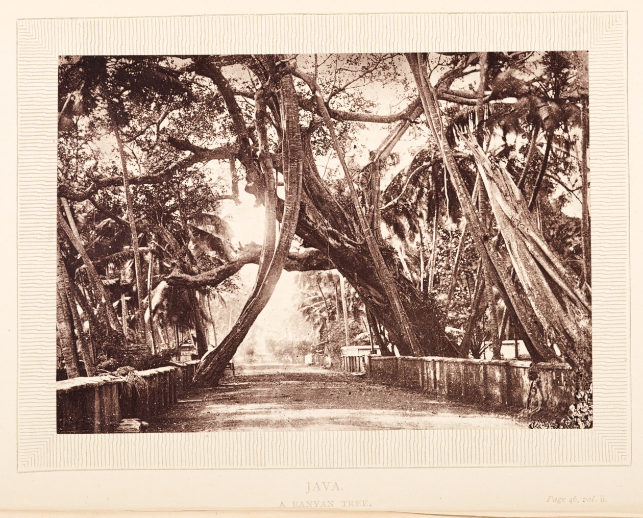 Drzewo Banyan, Jawa autorstwa English Photographer
