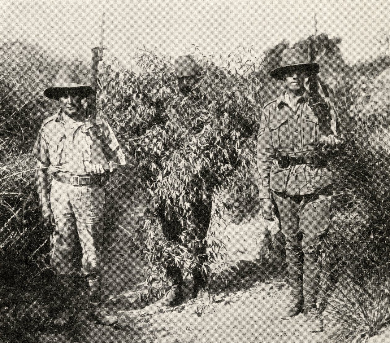 Turecki snajper, przebrany za krzak, w areszcie po schwytaniu przez wojska ANZAC, z „Wielka Wojna: Historia”, tom III, 1916 autorstwa English Photographer