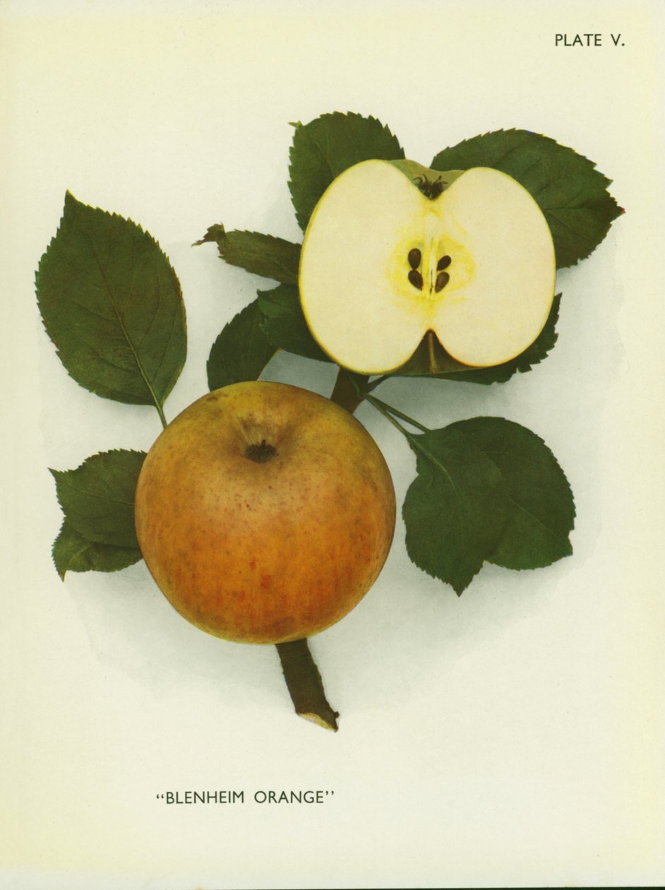 Jabłka Anglii: Blenheim Orange (zdjęcie kolorowe) autorstwa English Photographer