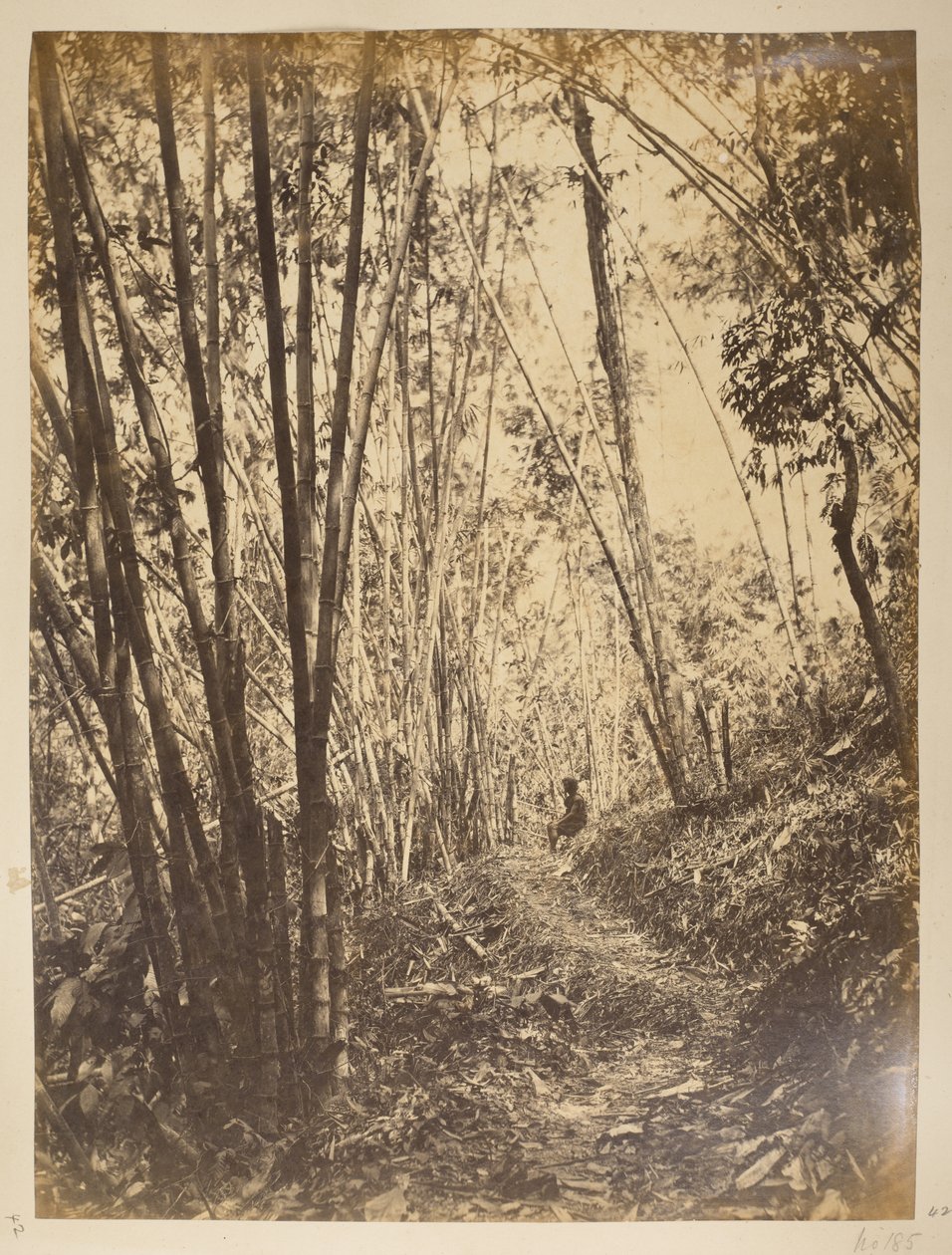 Bambusowy Las na Teesta.  Widoki Darjeeling. 1870 autorstwa English Photographer