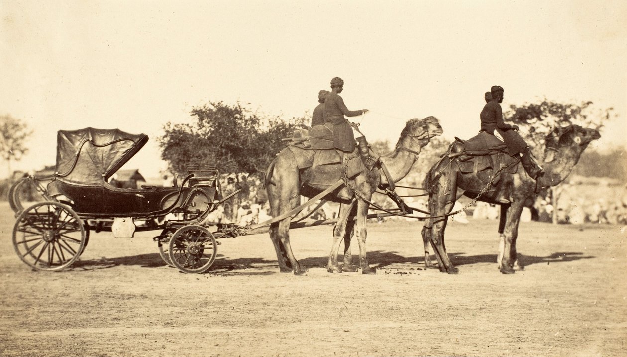 Powóz wielbłądów, ok. 1860 (fotograwiura) autorstwa English Photographer