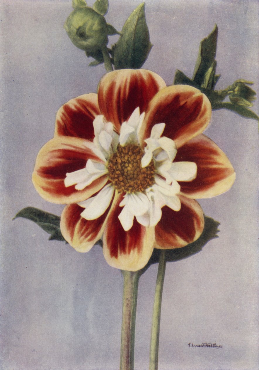 Collerette Dahlia, Gallia (zdjęcie kolorowe) autorstwa English Photographer