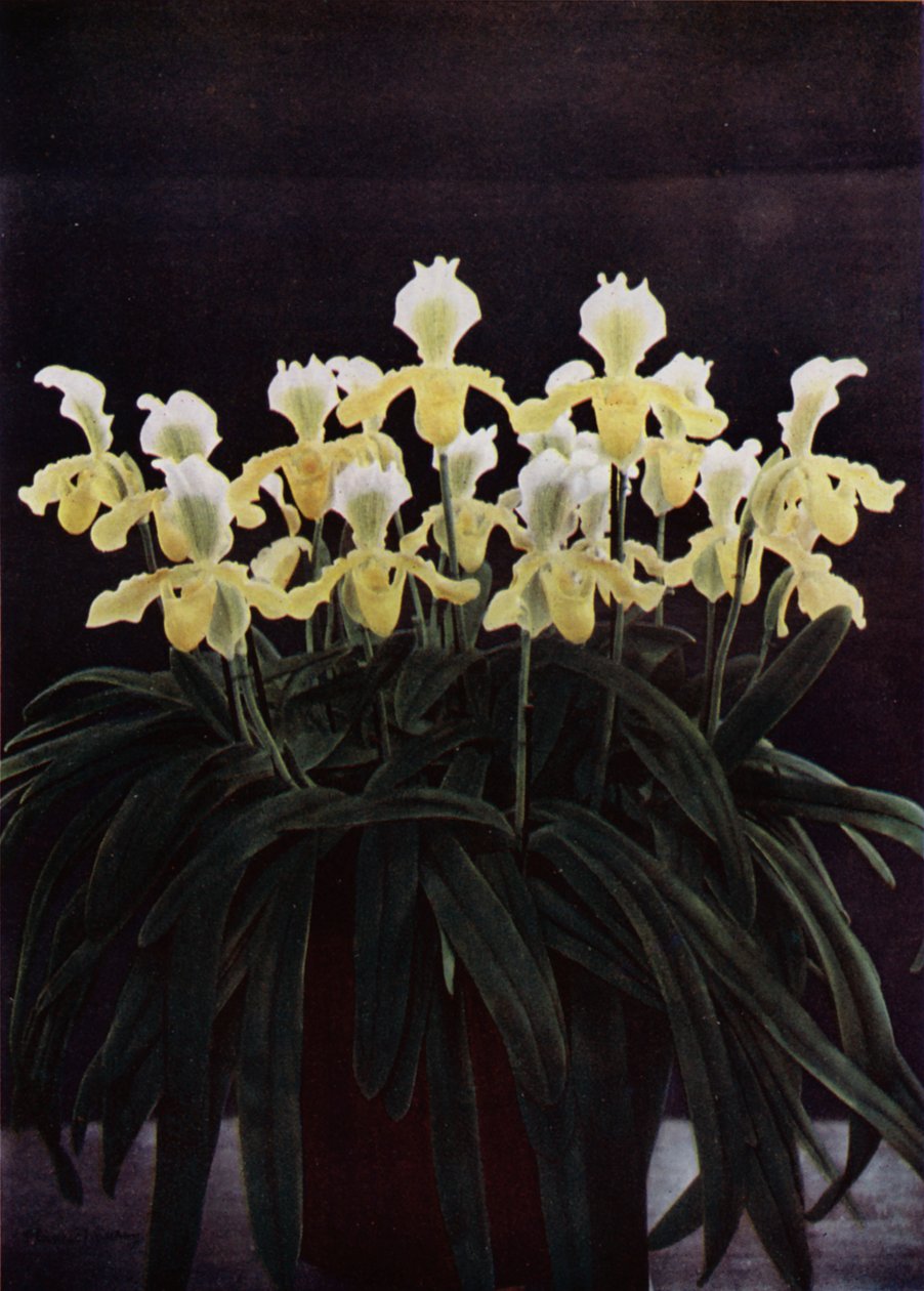 Cypripedium Insigne Sanderae (zdjęcie kolorowe) autorstwa English Photographer