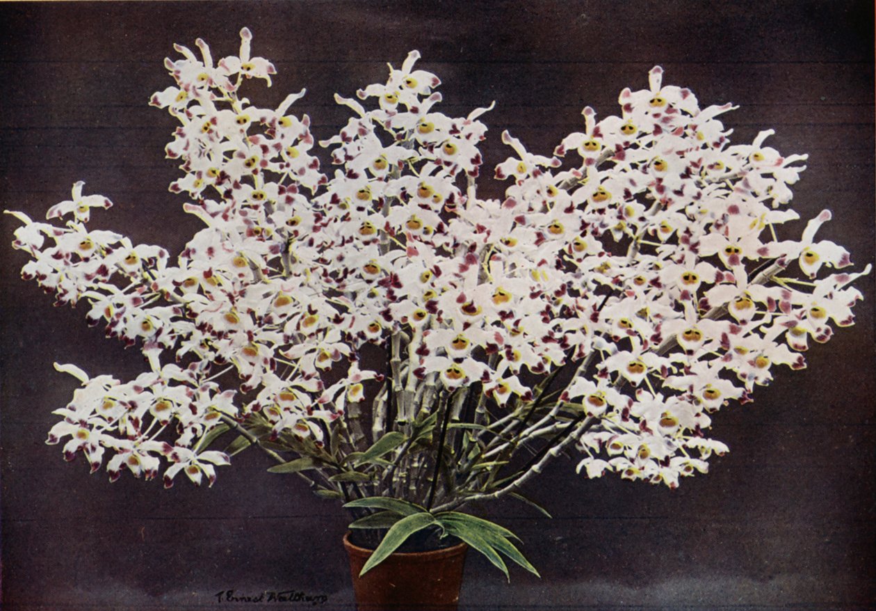 Dendrobium Wardianum (zdjęcie kolorowe) autorstwa English Photographer