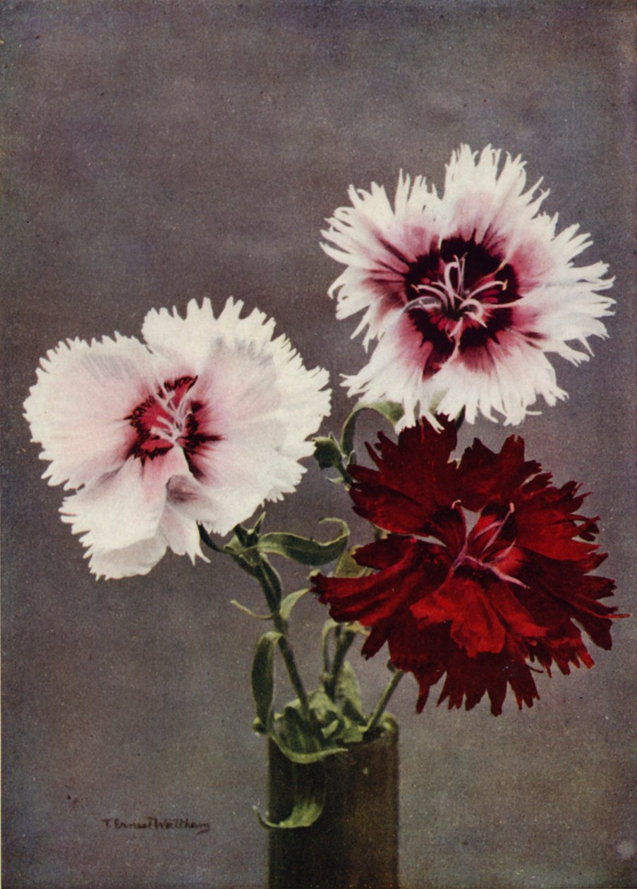 Dianthus Chinensis, odmiana Heddewigii (zdjęcie kolorowe) autorstwa English Photographer