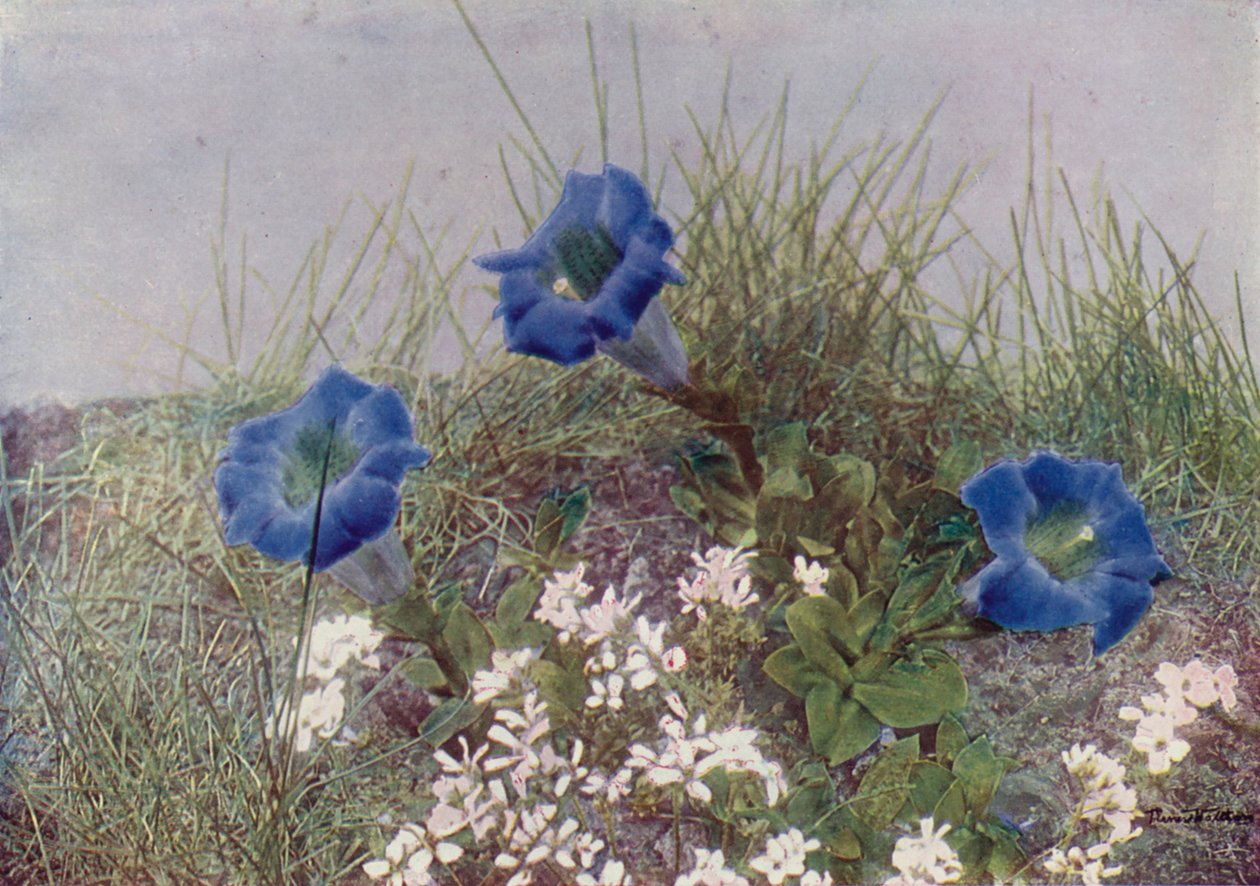Gentiana Acaulis i Draba Dediana (zdjęcie kolorowe) autorstwa English Photographer
