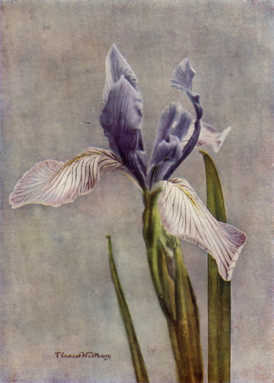 I Longipetala, A Fine Apogon Iris (zdjęcie kolorowe) autorstwa English Photographer