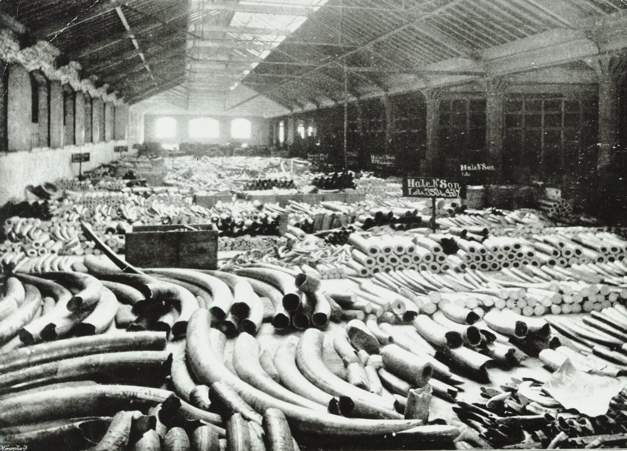 London Docks: magazyn kości słoniowej, 1895 autorstwa English Photographer