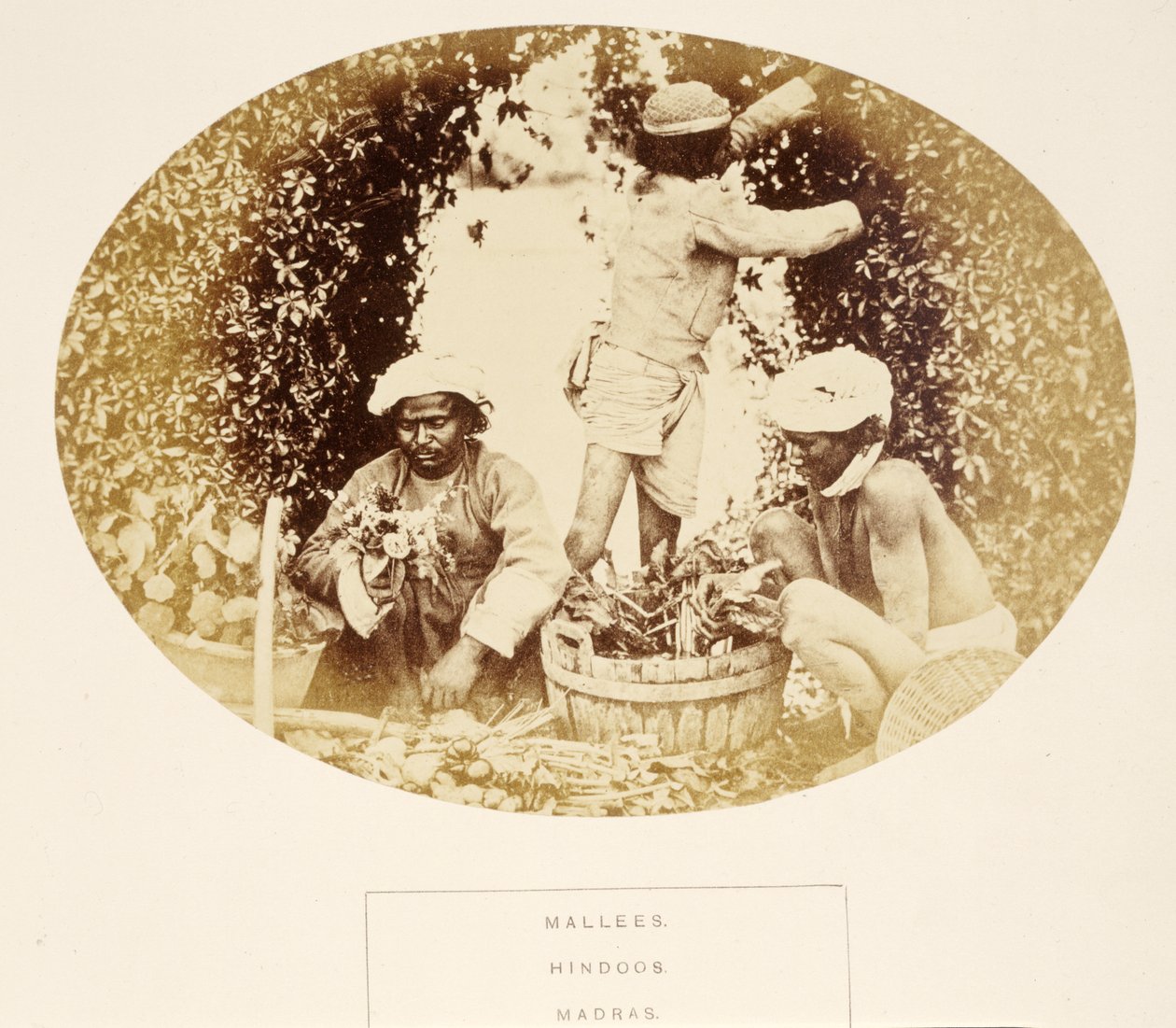 Mallees (ogrodnicy), Hindusi, Madras, z książki The People of India, autorstwa J. Forbes Watson, opublikowanej w 1868 r. (odbitka albuminowa) autorstwa English Photographer