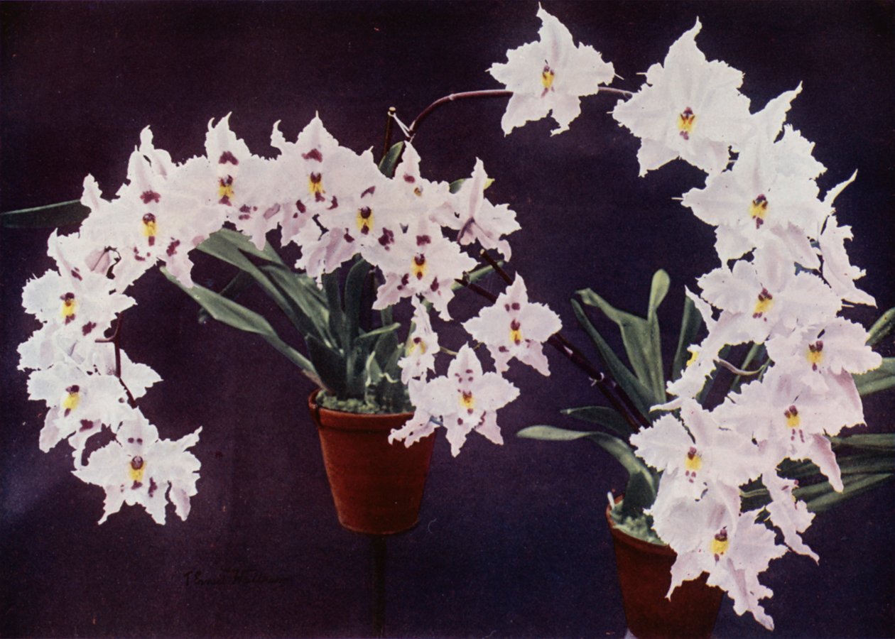 Odontoglossum Crispum (zdjęcie kolorowe) autorstwa English Photographer