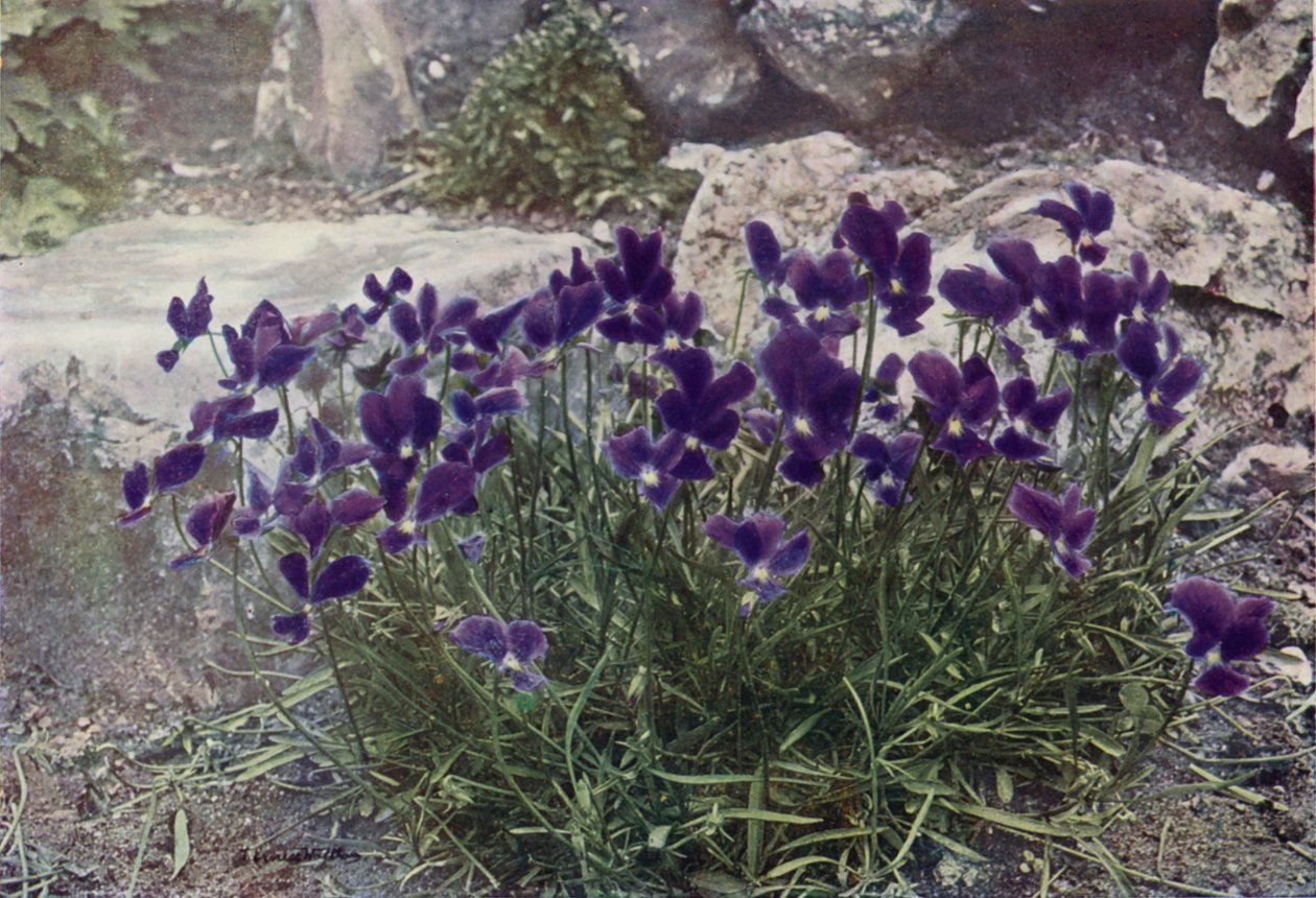 Viola Gracilis (zdjęcie kolorowe) autorstwa English Photographer