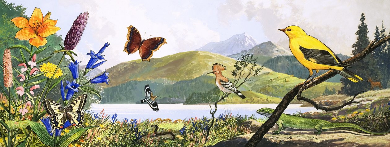 Dzika przyroda Europy Środkowej, ilustracja z "Krainy czarów natury autorstwa English Photographer