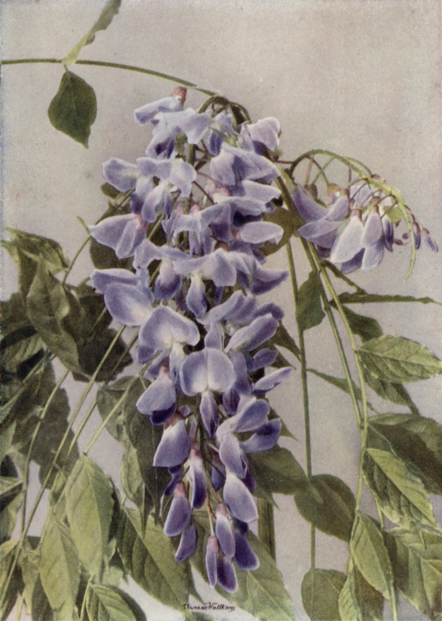 Wistaria Chinensis (zdjęcie kolorowe) autorstwa English Photographer