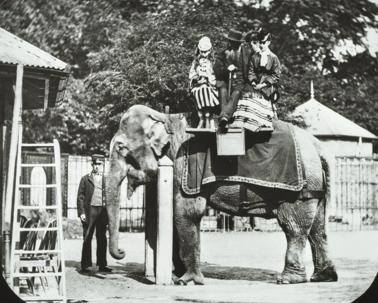 Ogrody Zoologiczne, Regents Park: słoń z dorosłymi i dziećmi na przejażdżce, londyńskie zoo, 1894 autorstwa English Photographer