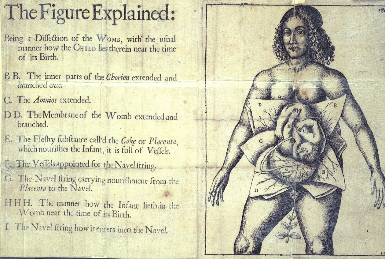 1177 b.19 „Wyjaśniona figura”, schemat macicy, z „Księgi położnych lub cała sztuka położnictwa odkryta” autorstwa Jane Sharp, Londyn autorstwa English School