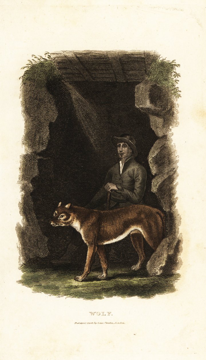 XVIII-wieczny angielski dżentelmen i jego oswojony wilk Canis lupus przy wejściu do jaskini autorstwa English School
