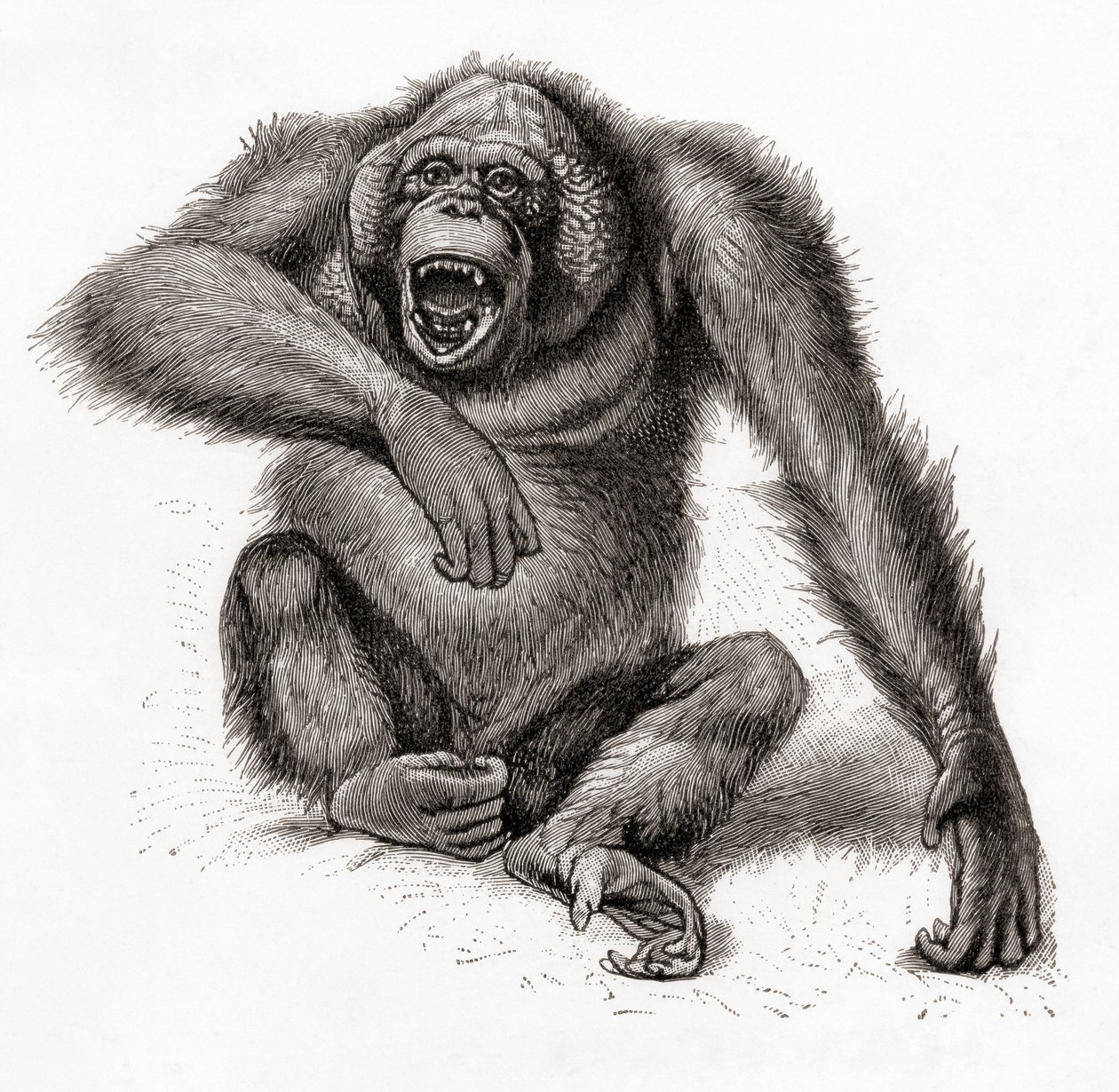 Orangutan borneański, Pongo pygmaeus, pisany również jako orangutan, orangutang lub orangutang. Z Meyers Lexicon, opublikowanego w 1924 r. (w druku) autorstwa English School