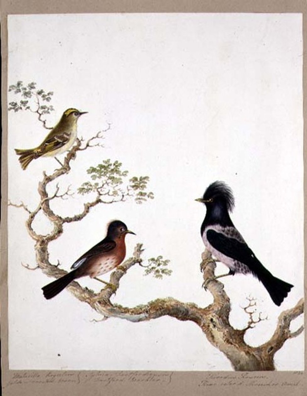 Strzyżyk złotoczuby, pokrzewka Dartford i drozd różany lub ouzel, 1824 (wc na papierze) autorstwa English School