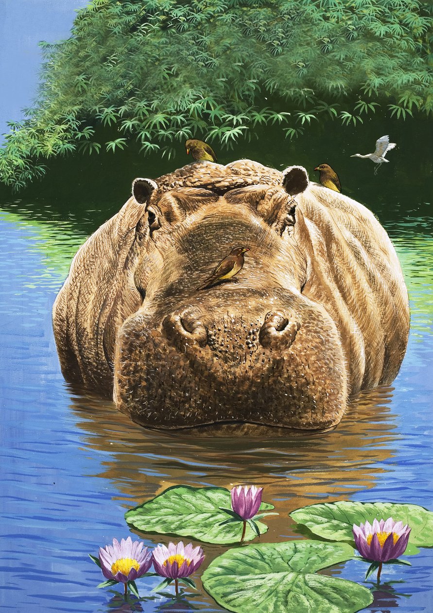 Szczęśliwy hipopotam, ilustracja z "Krainy czarów natury autorstwa English School