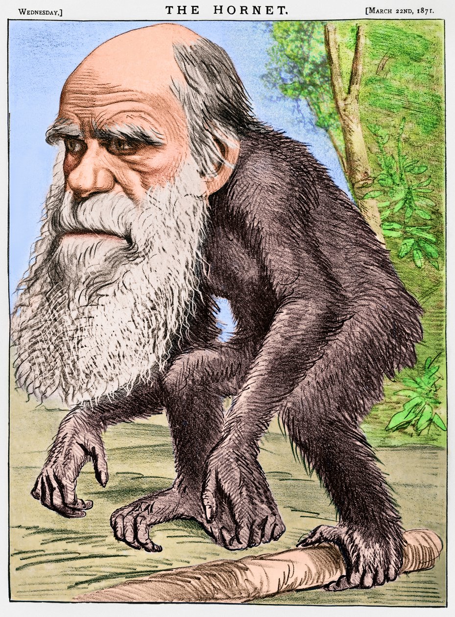 "Czcigodny Orang-outang", karykatura Karola Darwina jako małpy autorstwa English School
