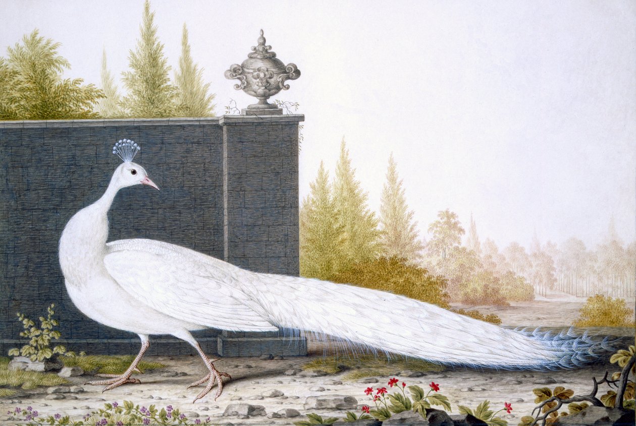 Biała Peahen autorstwa English School