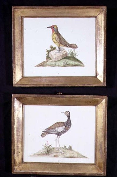 Dzięcioł i cietrzew, ok. 1800 (akwarela na papierze) autorstwa English School
