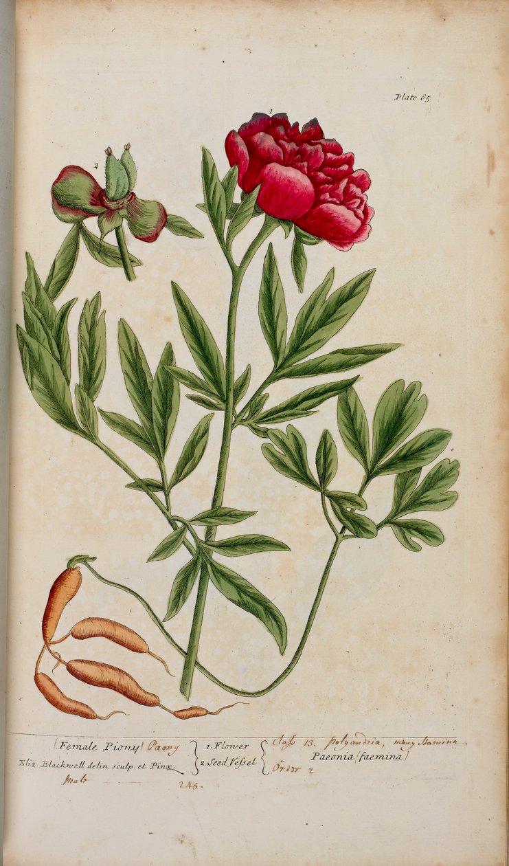 Piwonia z „Ciekawy Herbal...” Elizabeth Blackwell autorstwa English School