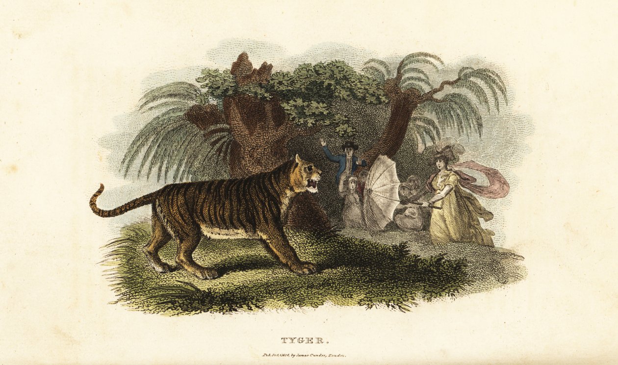 Tygrys, Panthera tigris, spłoszony przez Angielkę wymachującą parasolem autorstwa English School
