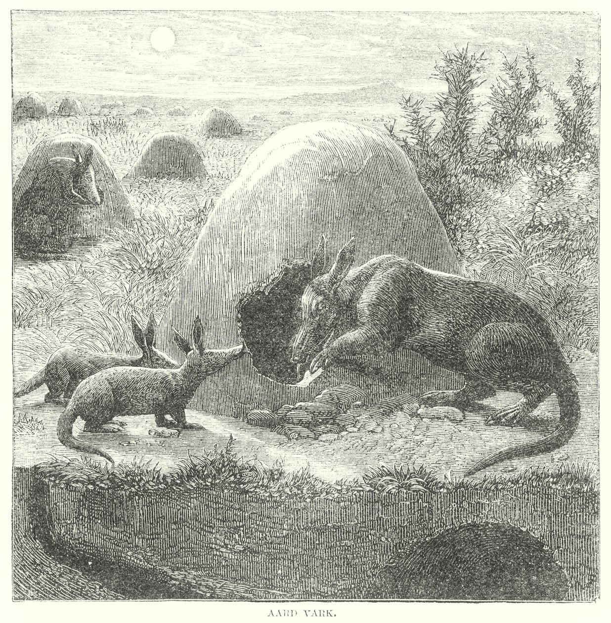 Aardvark (grawerunek) autorstwa English School