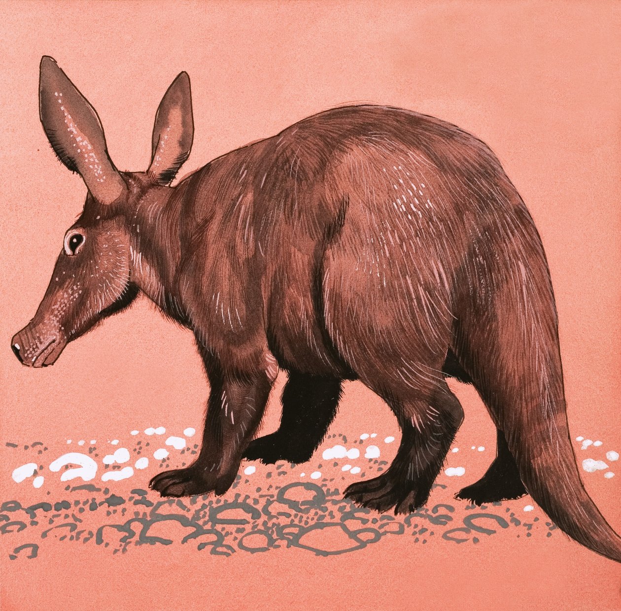 Aardvark autorstwa English School
