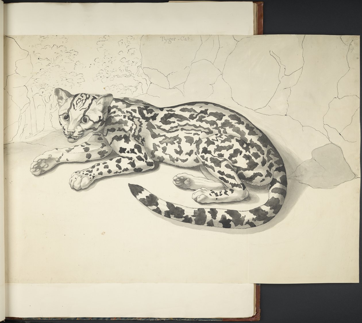 Dodaj MS 11807 f.9 Tyger Cat, z „Rysunków, na dużą skalę, indyjskim tuszem i ołówkiem, różnych zwierząt i ptaków” (indyjski tusz na papierze) autorstwa English School