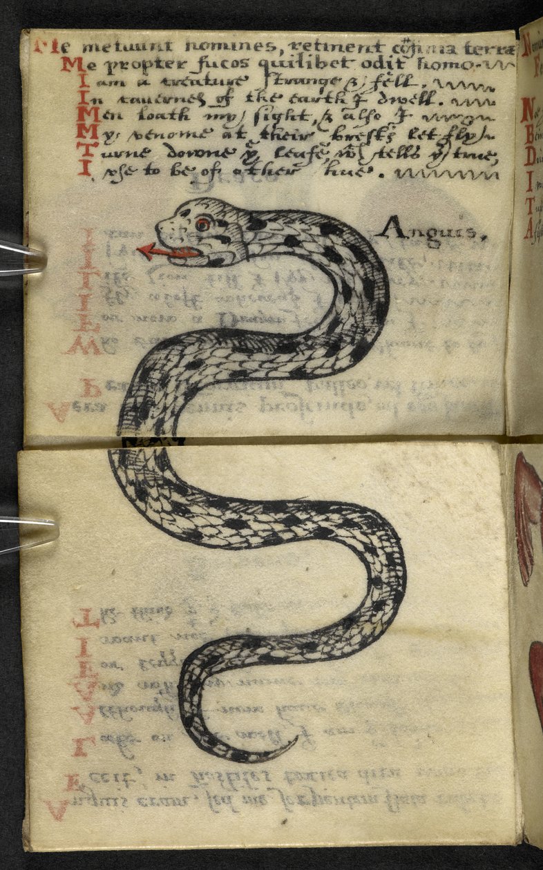 Dodaj książkę do gry MS 57312 f.4 (tusz i kolor na pergaminie) autorstwa English School