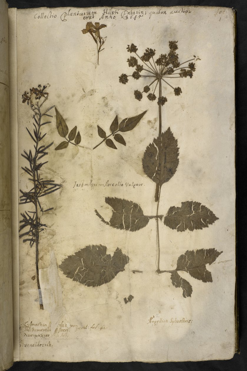 Dodaj MS 78334 f.3r Suszony okaz rośliny z objaśnieniem, z 